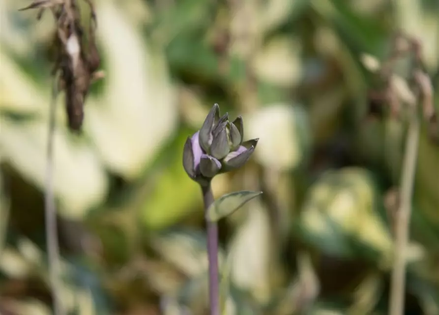 Hosta x fortunei 'Morning Light'