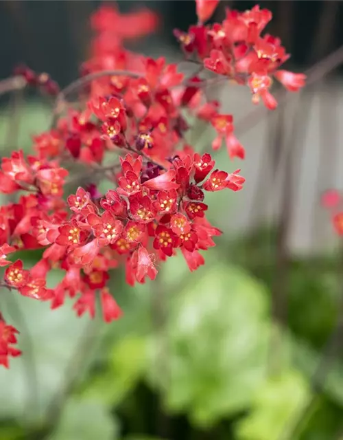 Heuchera sanguinea 'Ruby Bells'