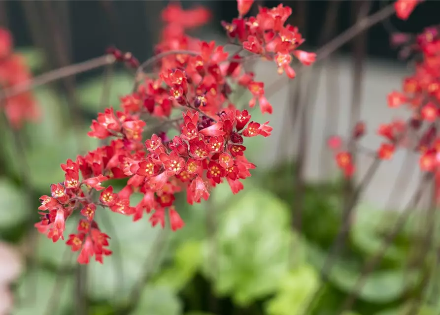 Heuchera sanguinea 'Ruby Bells'