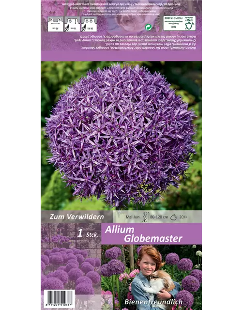 Garten-Zierlauch 'Globemaster'