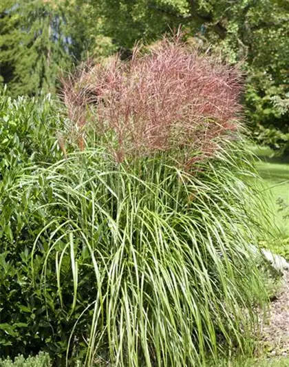 Garten-Chinaschilf 'Große Fontäne'