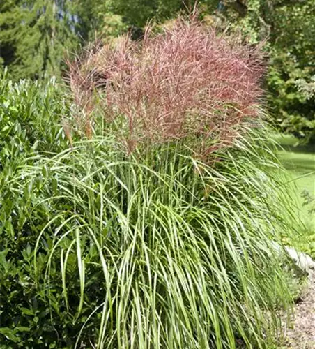 Garten-Chinaschilf 'Große Fontäne'