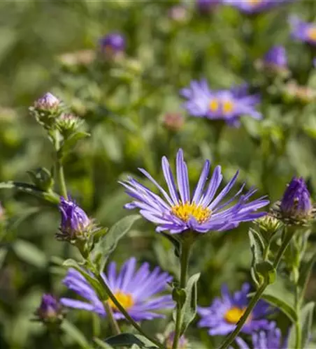 Garten-Sommer-Aster 'Sternkugel'