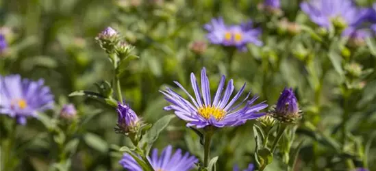 Garten-Sommer-Aster 'Sternkugel'