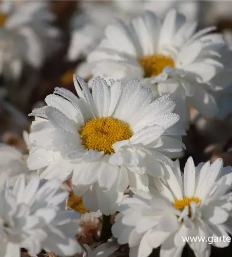 Großblumige Garten-Margerite 'Victorian Secret'