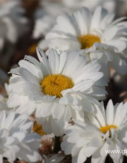 Großblumige Garten-Margerite 'Victorian Secret'