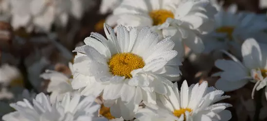 Großblumige Garten-Margerite 'Victorian Secret'