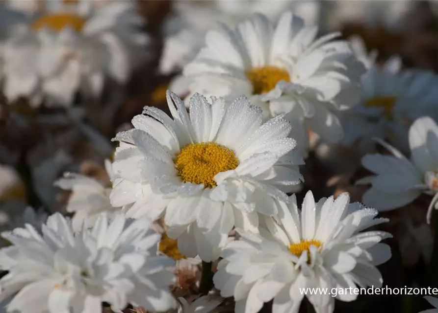 Großblumige Garten-Margerite 'Victorian Secret'