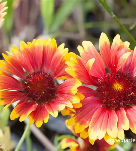 Großblumige Garten-Kokardenblume 'Fackelschein'