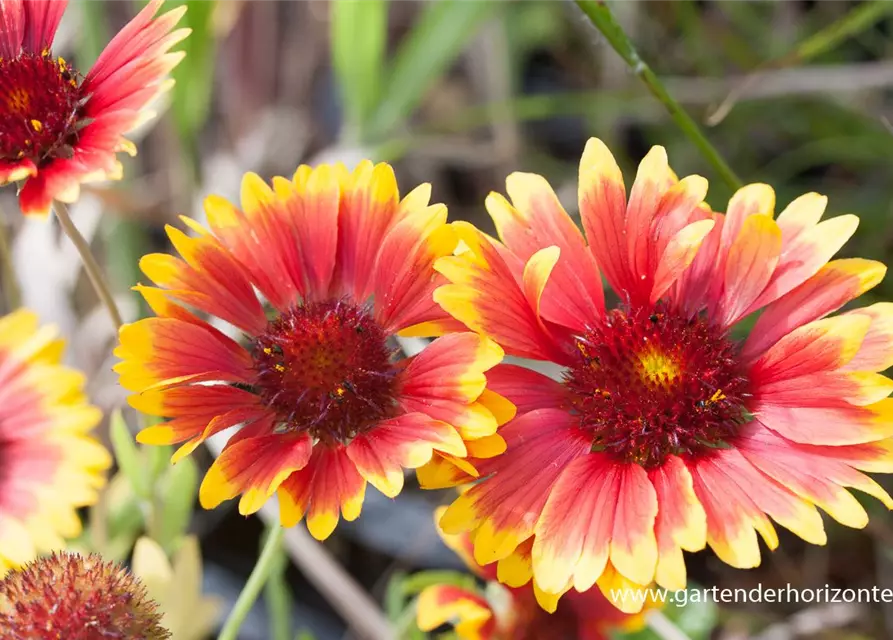 Großblumige Garten-Kokardenblume 'Fackelschein'