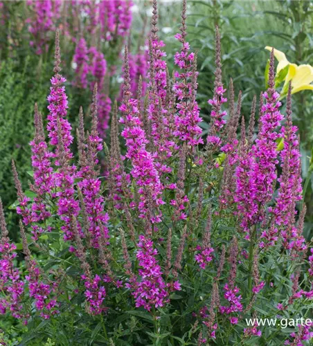 Garten-Blut-Weiderich