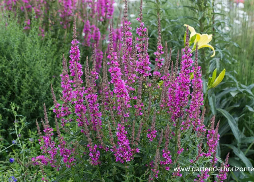 Garten-Blut-Weiderich