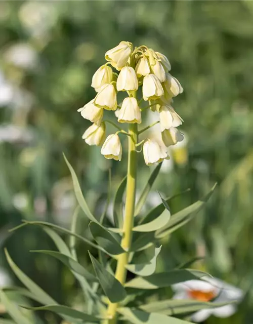 Garten-Kaiserkrone 'Ivory Bells'