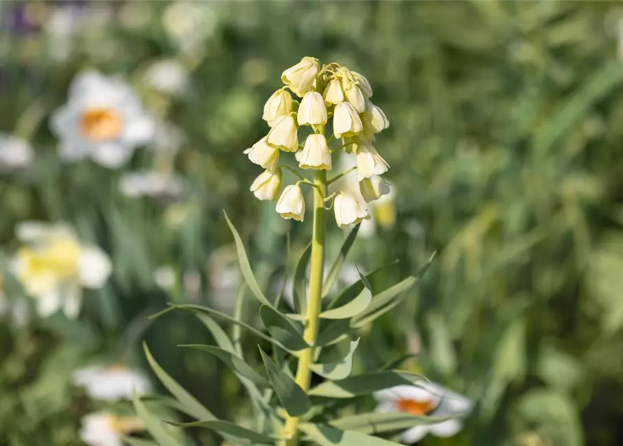 Garten-Kaiserkrone 'Ivory Bells'