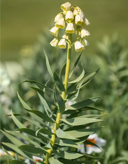 Garten-Kaiserkrone 'Ivory Bells'