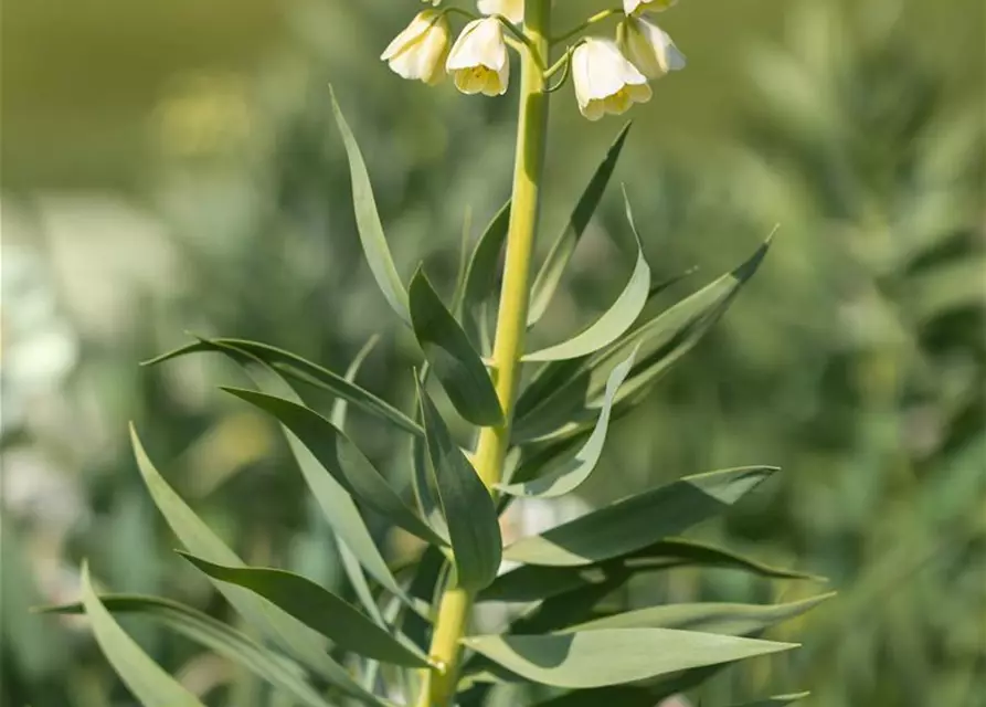 Garten-Kaiserkrone 'Ivory Bells'