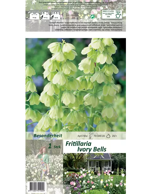 Garten-Kaiserkrone 'Ivory Bells'