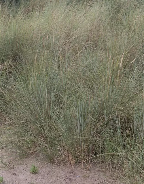 Gewöhnlicher Strandhafer