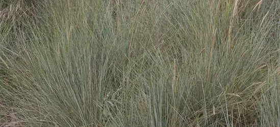 Gewöhnlicher Strandhafer