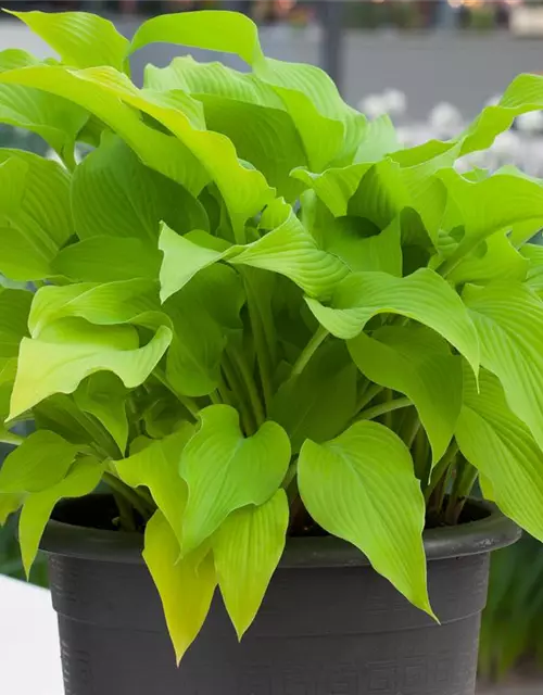 Hosta x fortunei 'Sun Power'