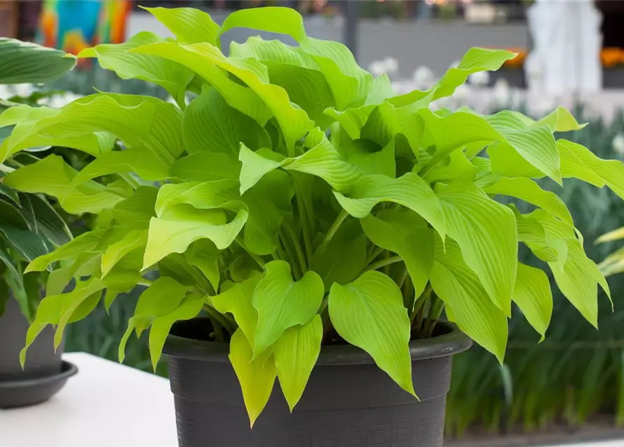 Hosta x fortunei 'Sun Power'