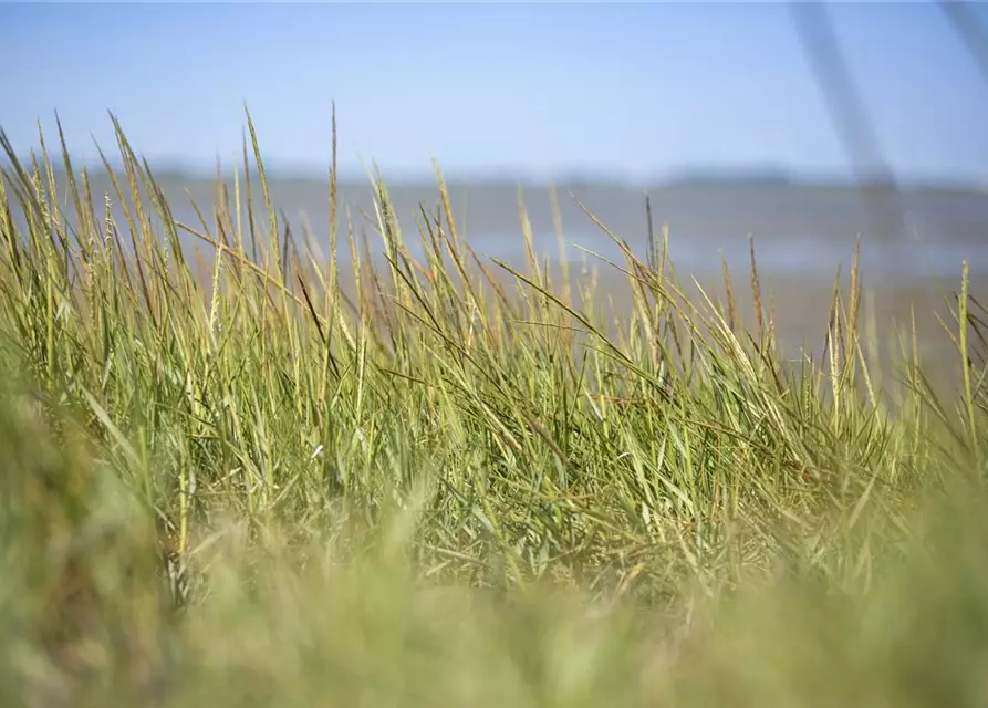 Gewöhnlicher Strandhafer