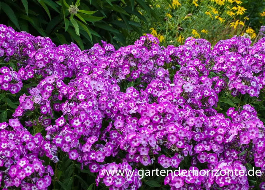 Hohe Garten-Flammenblume 'Uspech'