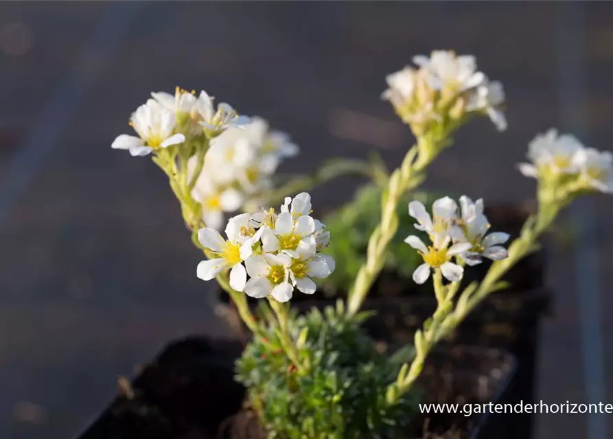 Garten-Elfenbein-Steinbrech 'Alba'