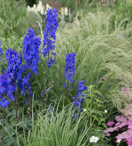 Hoher Garten-Rittersporn 'Finsteraarhorn'