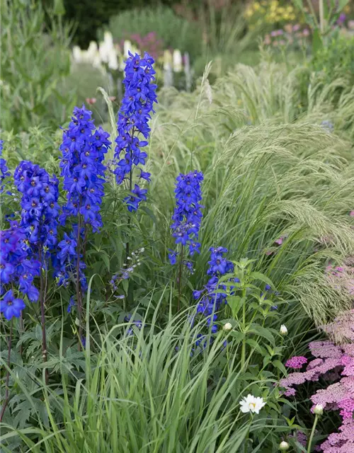 Hoher Garten-Rittersporn 'Finsteraarhorn'