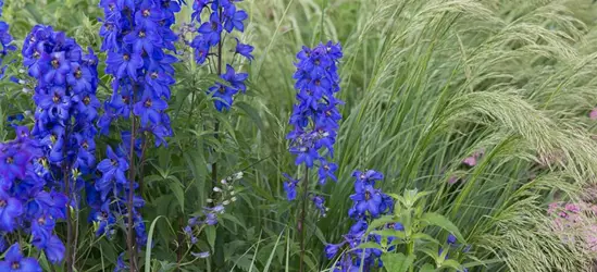 Hoher Garten-Rittersporn 'Finsteraarhorn'