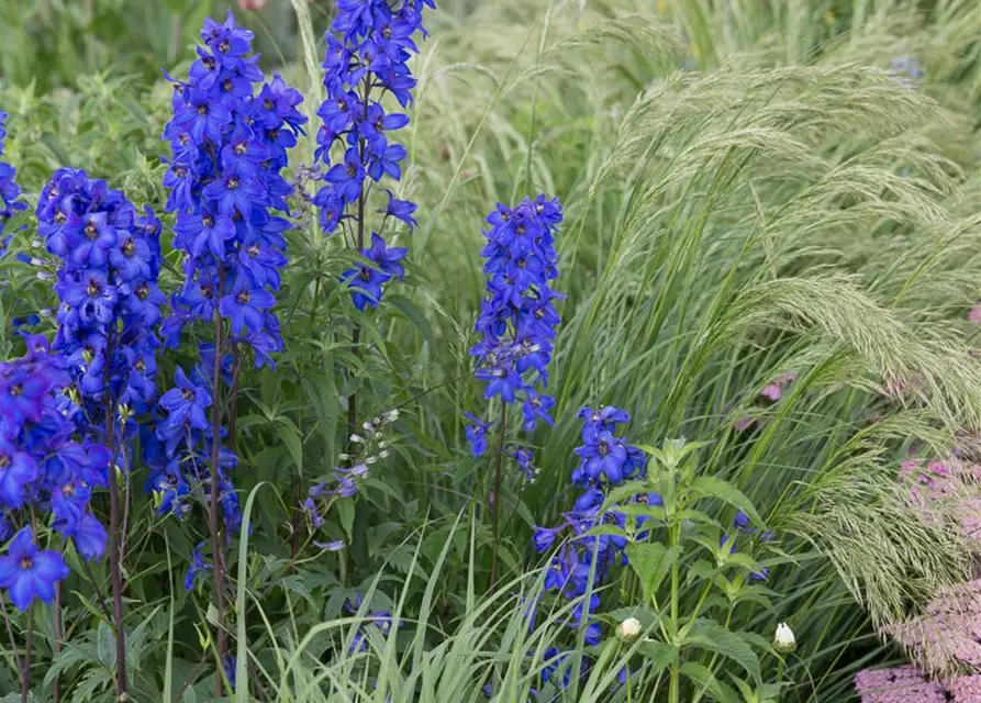 Hoher Garten-Rittersporn 'Finsteraarhorn'