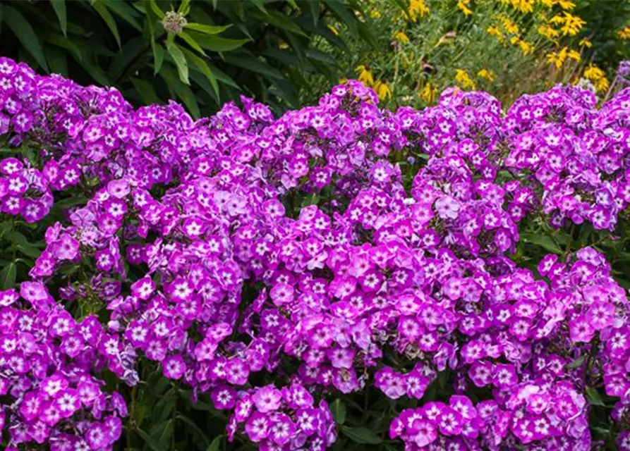 Hohe Garten-Flammenblume 'Uspech'