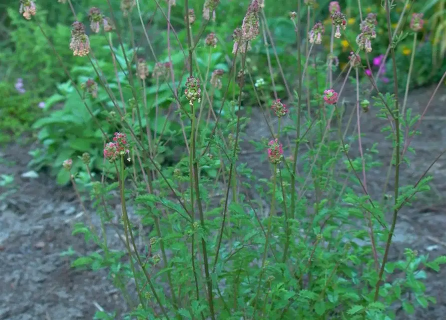 Kleiner Wiesenknopf