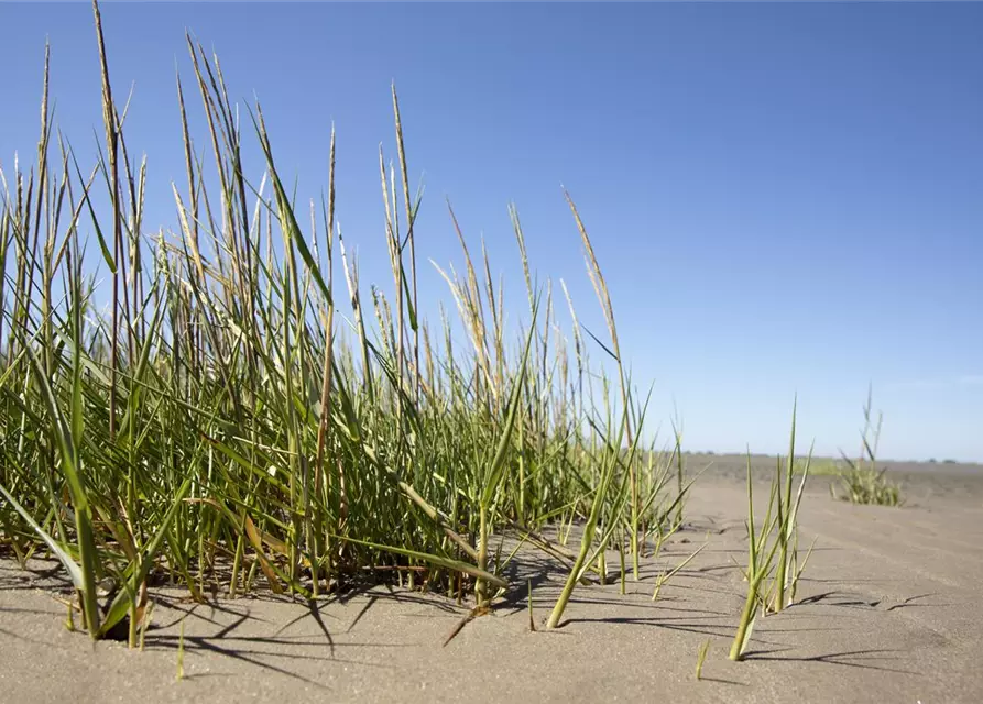 Gewöhnlicher Strandhafer