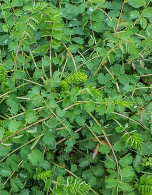 Kleiner Wiesenknopf