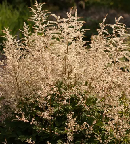 Kleiner Geißbart 'Misty Lace'®