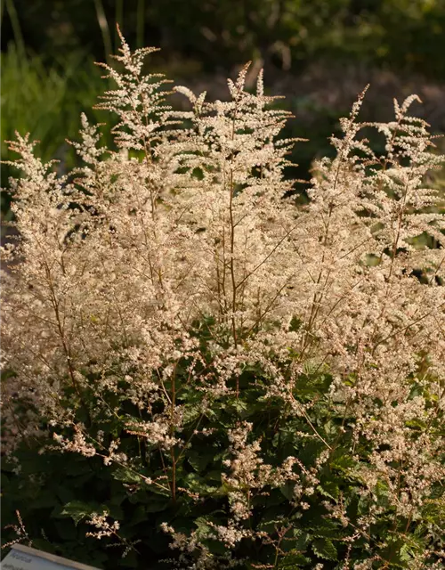 Kleiner Geißbart 'Misty Lace'®