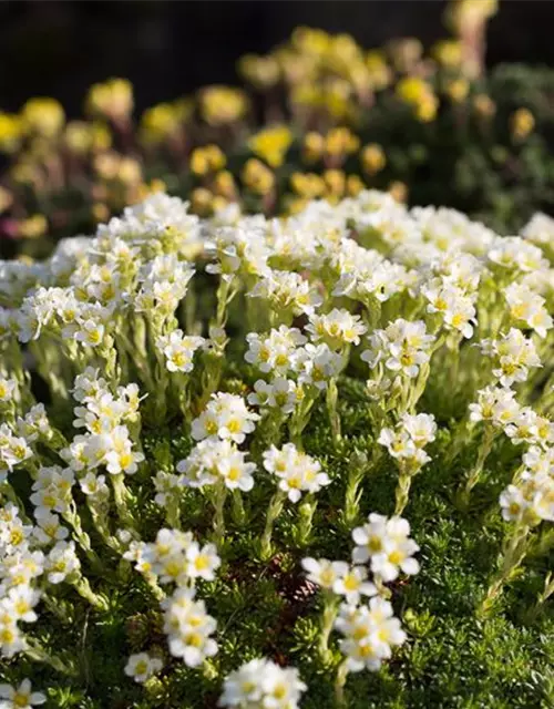 Garten-Elfenbein-Steinbrech 'Alba'