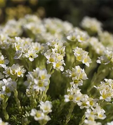 Garten-Elfenbein-Steinbrech 'Alba'