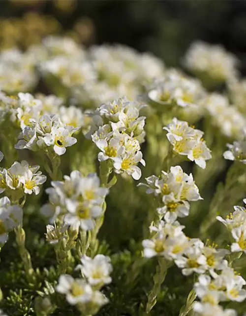 Garten-Elfenbein-Steinbrech 'Alba'