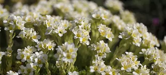 Garten-Elfenbein-Steinbrech 'Alba'