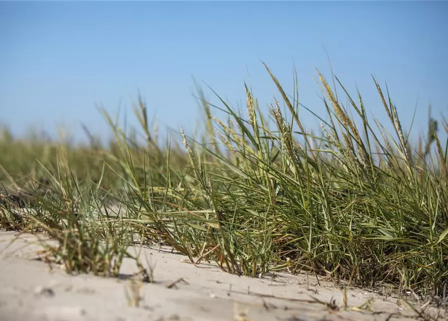 Gewöhnlicher Strandhafer