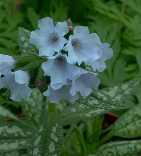 Großgeflecktes Garten-Lungenkraut 'Opal'