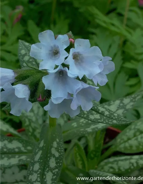 Großgeflecktes Garten-Lungenkraut 'Opal'