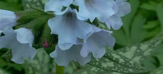 Großgeflecktes Garten-Lungenkraut 'Opal'