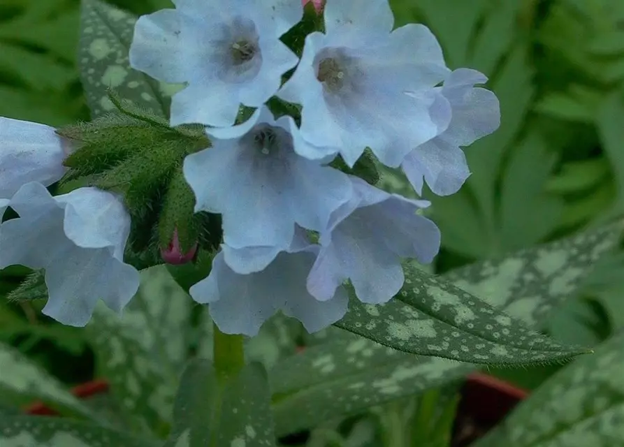 Großgeflecktes Garten-Lungenkraut 'Opal'