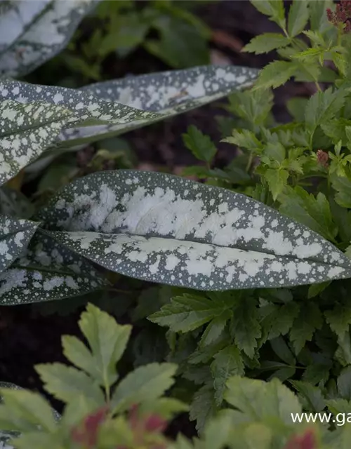 Großgeflecktes Garten-Lungenkraut 'Opal'