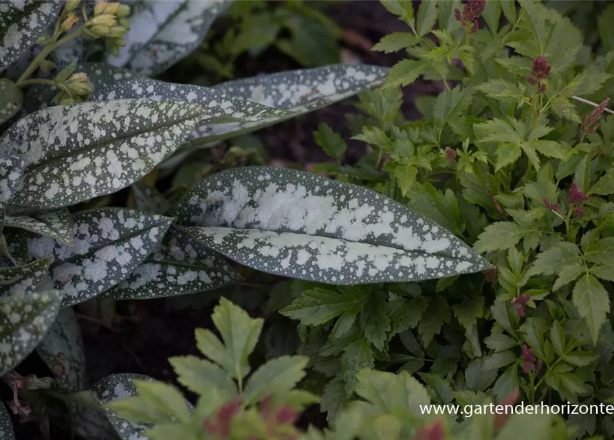 Großgeflecktes Garten-Lungenkraut 'Opal'