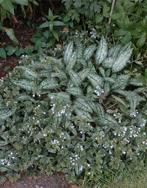 Großgeflecktes Garten-Lungenkraut 'Opal'